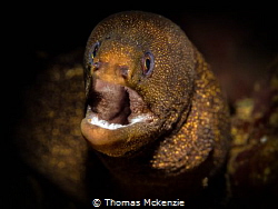 A golden tail Moray (Gymnothorax miliaris), taken in St L... by Thomas Mckenzie 